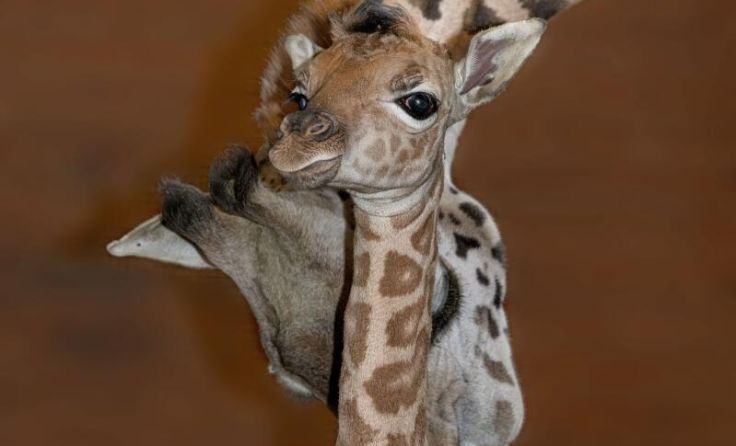 Das Baby wird fürsorglich umsorgt. (Foto: Zoo Schmiding/ Peter Sterns)