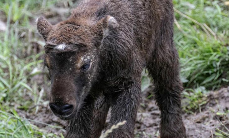 jung, aber schon mächtig mobil: Das Mishmi Takin Baby im Zoo Schmiding (Foto: Sterns/Zoo)