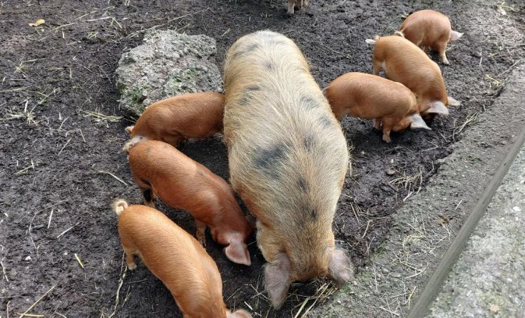 Auch die Kunekune-Schweine bereiten sich auf das Tiergarten-Sommerfest vor. (Foto: Tips)