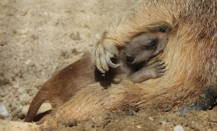 Junges Erdmännchen (Foto: Zoo/Reichenberger)