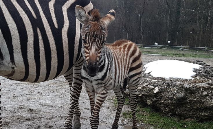 Das Fohlen ist bereits auf Erkundungstour. (Foto: Zoo/Sterns)