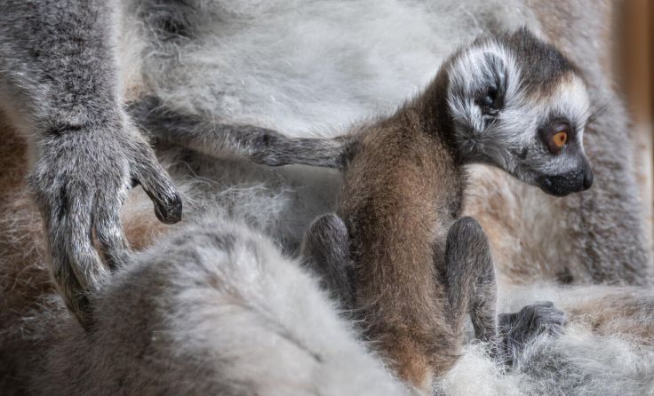 Ein bssichen wird schon die Umwelt erkundet. (Foto: Zoo/Sterns)
