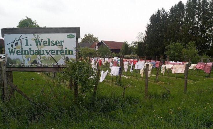 Schutz für die Weinreben. (Foto: privat)