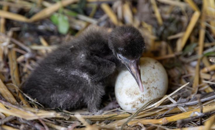 Erstes Küken geschlüpft, es folgen noch die Geschwister (Foto: Sterns)