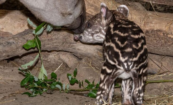 Mama Tapir und Jungtier (Foto: Zoo/Sterns)