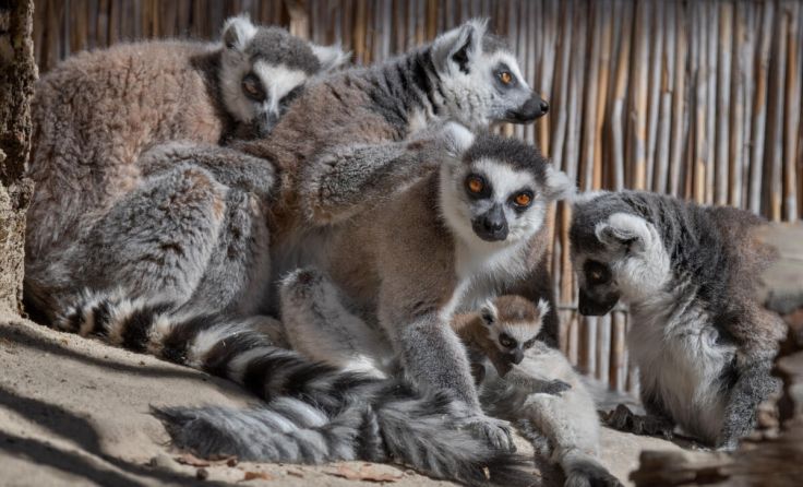 Lemuren im Zoo Schmiding (Foto: Zoo/Sterns)