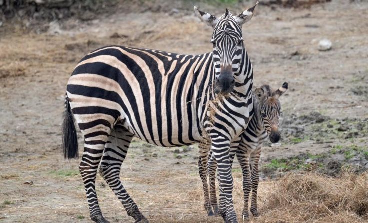 Mama passt immer gut auf. (Foto: Zoo/Sterns)