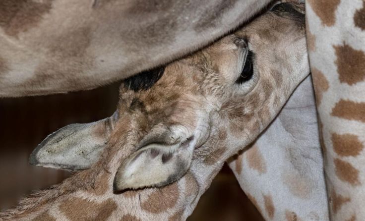 Das Jungtier säugt bei der Mutter. (Foto: Zoo/Sterns)