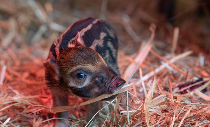Eines der beiden Pinselohrferkel. (Foto: Zoo/Sterns)