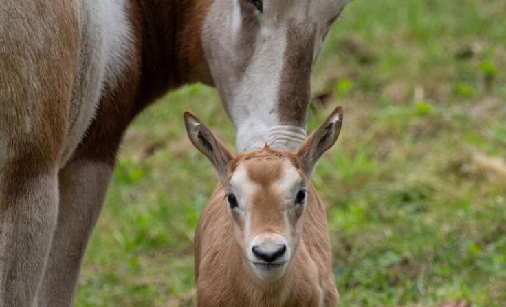 Mama passt auf (Foto: Zoo/Sterns)