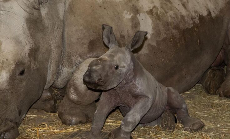 Nuru sucht immer wieder die Nähe zur Mutter. (Foto: Zoo/Sterns)