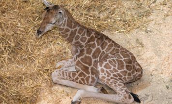 Nachwuchs mit Geburtssturz bei den Nubischen Giraffen