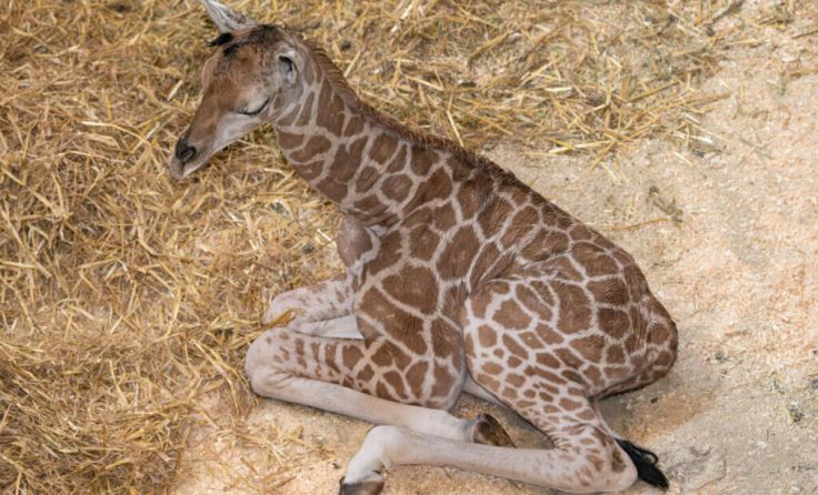 Moyo macht es sich gemütlich. (Foto: Zoo/Sterns)