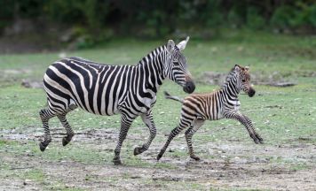 Ein kleines Steppenzebra im Zoo Schmmiding
