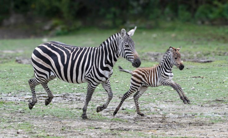 Zebramama Wineke und der Nachwuchs (Foto: Zoo/Sterns)
