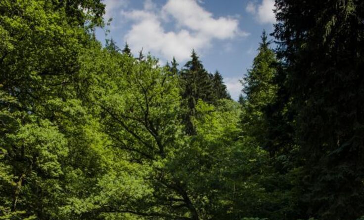 Baden in der Feldaist Foto: Mühlviertel Marken GmbH/Erber