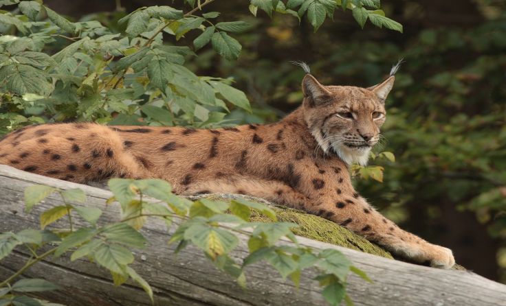 Foto: Josef Limberger