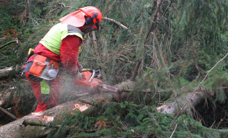 Bei Forstarbeiten wurde ein 29-Jähriger verletzt. Symbolfoto: Wodicka