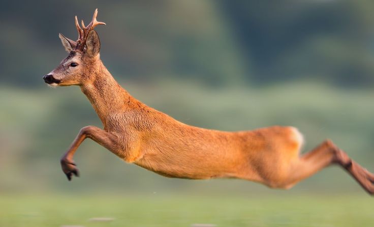 Achtung Wildwechsel! Warntafeln unbedingt beachten!Foto: Jakub Mrocek/Shutterstock.com 