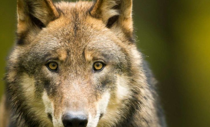 In Tirol wurde 2019 ein Wolf sogar enthauptet! Foto: Ralph Frank