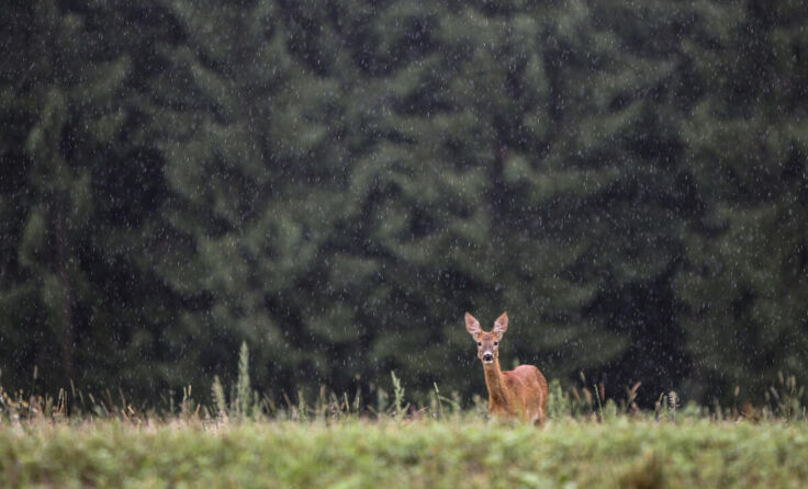 Vorsicht vor Wildwechsel (Foto: Symbolbild: vowe)