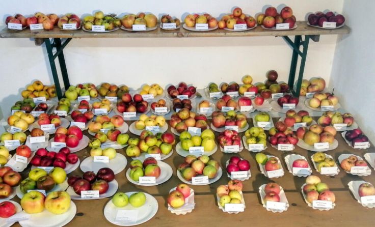 Viele verschiedene Apfelsorten. (Foto: Andreas Huch)