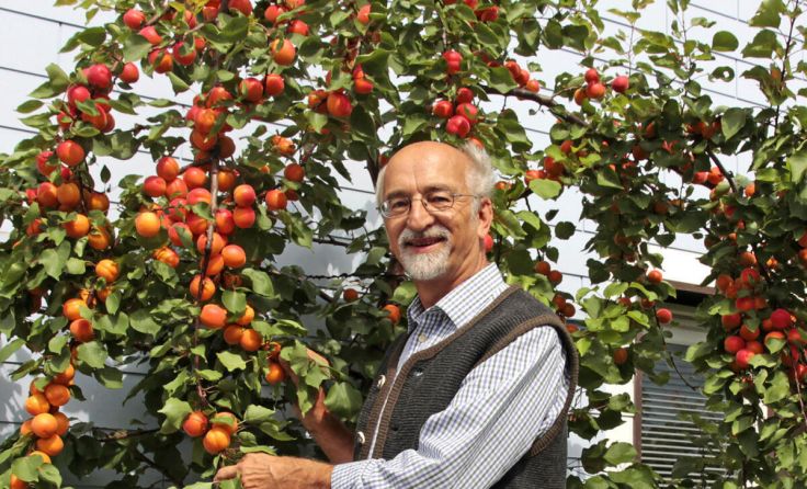 Josef Mayr mit prächtigen Marillen (Foto: Mayr)