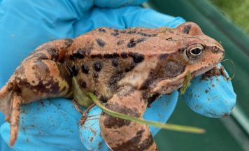 Naturschutzbund sucht freiwillige Helfer in Kefermarkt