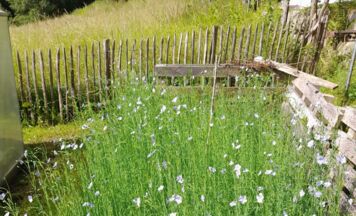 Flachsanbau in Freistadt: Altes Handwerk erlebt neues Interesse