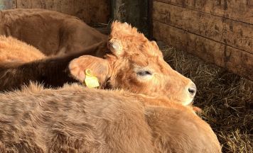 Der Bauernhof als Klassenzimmer: Lernen direkt in der Landwirtschaft