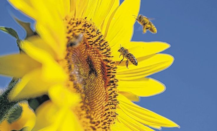 Sonnenblumen werden am Samstag ab 14 Uhr gepflanzt. Foto: Weihbold