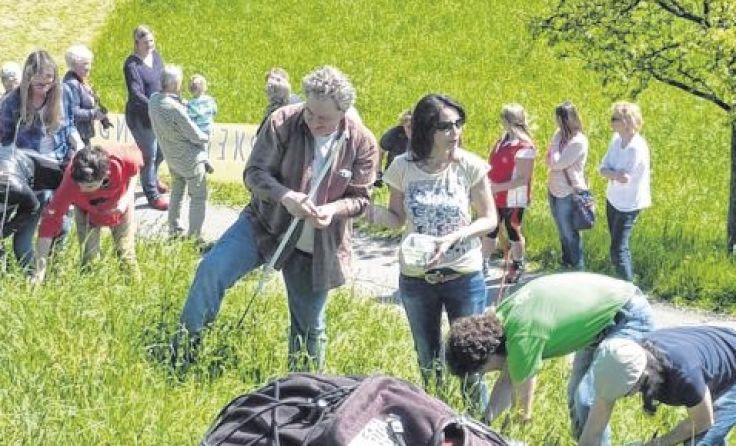 Auf einer steilen Wiese wurden die Sonnenblumen gesetzt.
