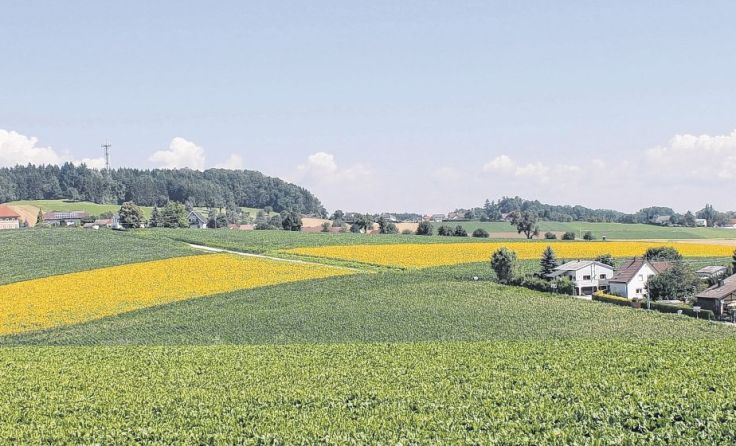 Drei Landwirte haben ihre Felder auf einer Länge von 700 Metern mit Sonnenblumen bepflanzt.