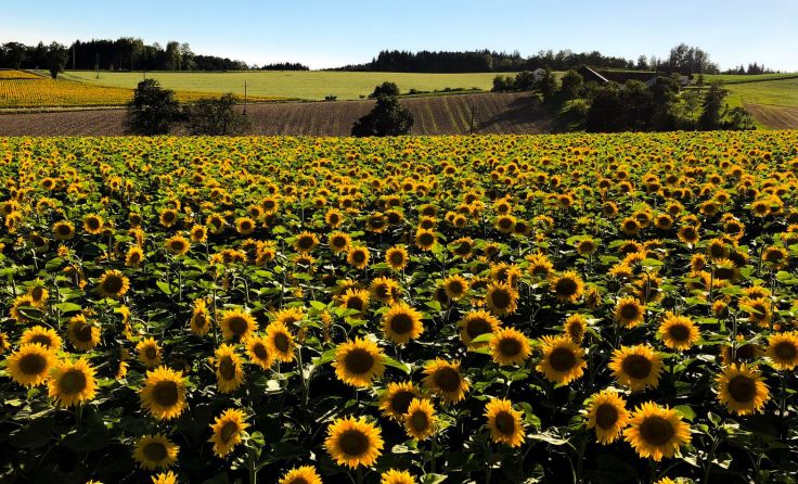 Das dritte Sonnenblumenfest findet am Samstag, 21. Juli, ab 15 Uhr beim Staffelmayr statt.