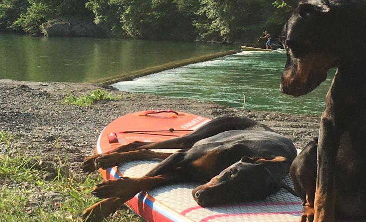 Die Dobermann-Rüden Rio und Terry. Im Hintergrund Daniel Kitzberger