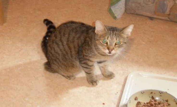 Der einjährige Kater Jimmy sucht ein neues Zuhause.