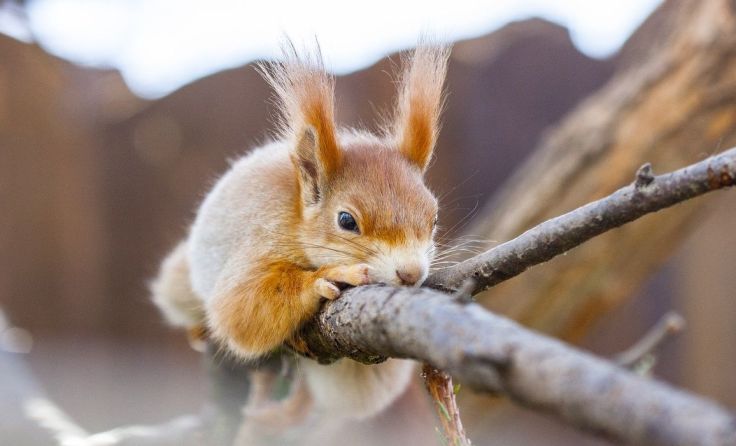Im Bad Haller Kurpark sind viele Eichhörnchen zu Hause. Symbolfoto: Pixabel