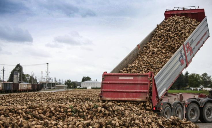 186 Betriebe in Steyr-Land bauen Zuckerrüben an. (Foto: Weihbold)