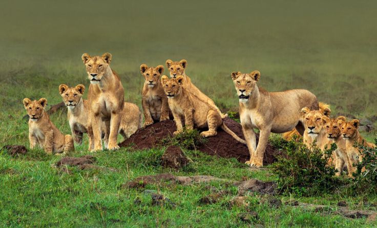 Löwenfamilie (Foto: Franz Stütz)
