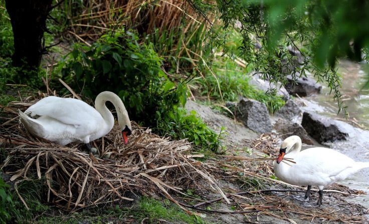 Mehrere Schwäne sollen getötet werden. (Foto: Symbolfoto Weihbold)