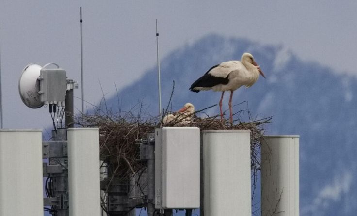 Der Nestbau ist abgeschlossen. (Foto: geh – Gerhard Hütmeyer)