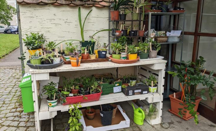 Pflanzen können am 4. Mai getauscht werden. (Foto: privat)
