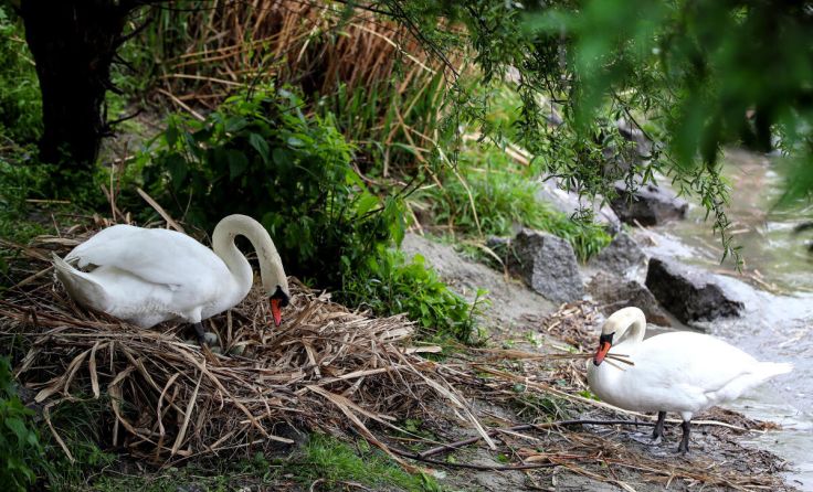 Schonfrist für Schwäne in Lahrndorf (Foto: Weihbold (Symbolfoto))