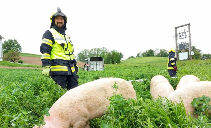 Die Schweine kehrten wohlauf zum Bauernhof zurück. (Foto: FF Losensteinleiten)