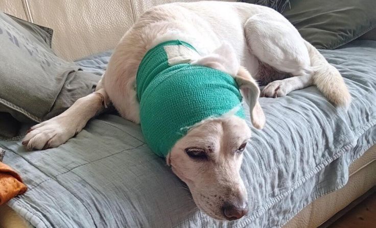 Frodo wurde schwer am Ohr verletzt. (Foto: privat)