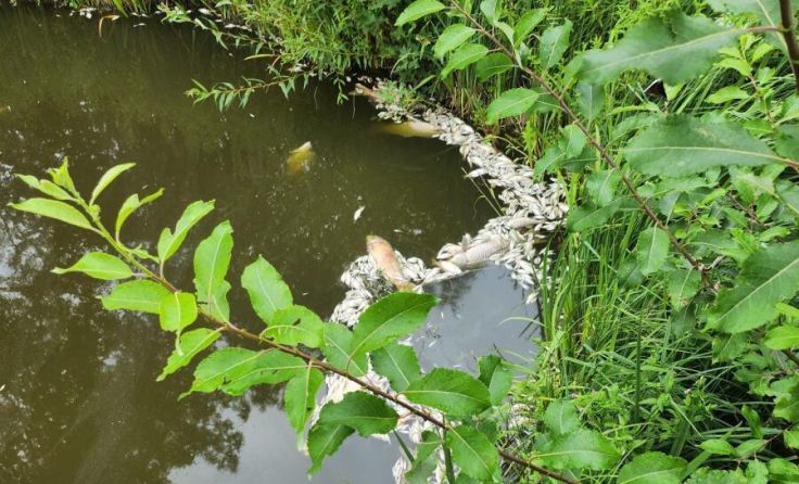 Warum die Fische im Vereinsteich verendeten, ist noch nicht geklärt. (Foto: privat)