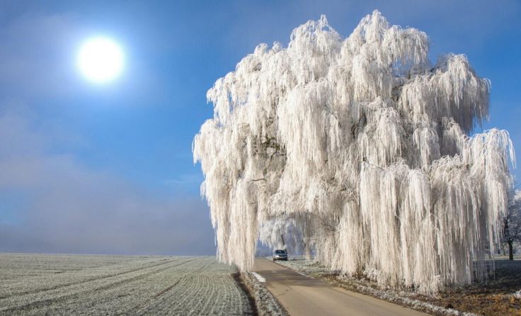 Herrlicher Raureif auf dieser Trauerweide in der Rohrstraße in Sierning. (Foto: Gerhard Hütmeyer)