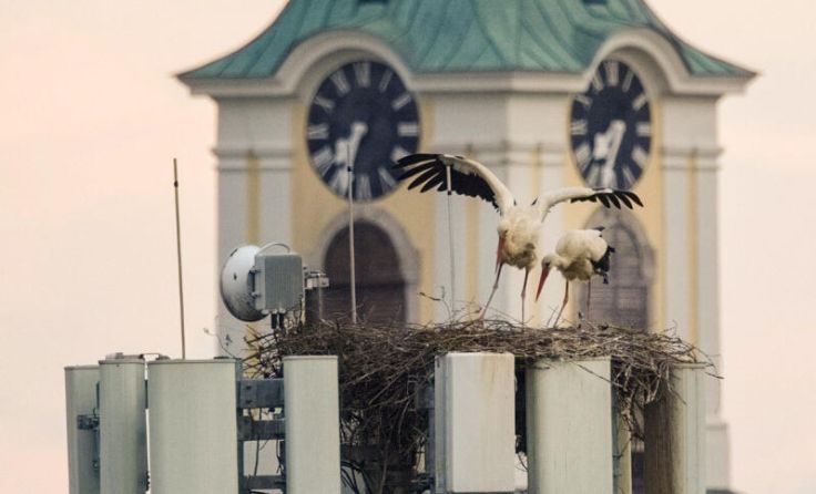 Storchennest am Handymast (Foto: Gerhard Hütmeyer)