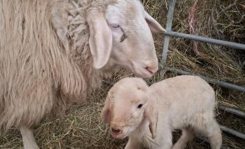 In Garsten freut man sich über ein Neujahrs-Babylamm