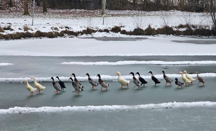 Die Enten sind zurück am Pfannerlackl. (Foto: Helmut Löhnert)